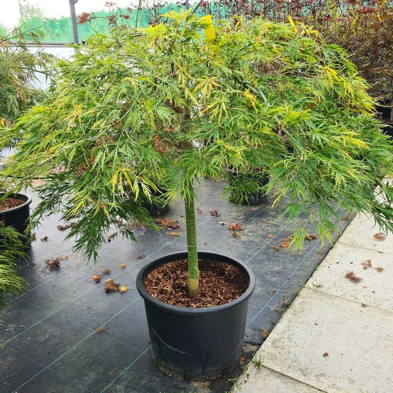 Acer palmatum var. diss. Dis. Vir. Grp 80-100 cm